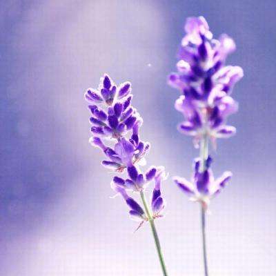 双彩网下载手机版截图